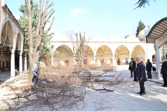 Sokollu Camii’nde budama yapıldı