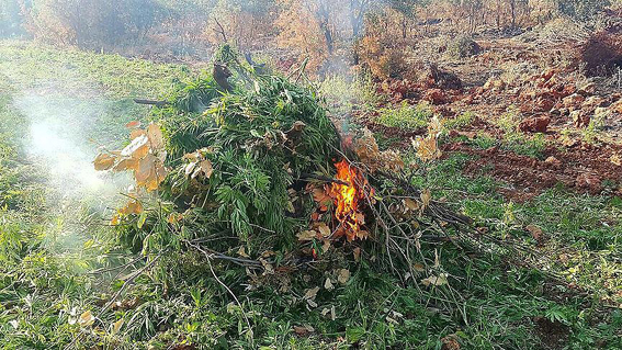 Karaağaç Köyü’nde kenevir ele geçirildi