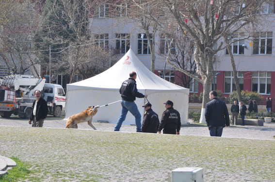 Sokak hayvanları toplandı