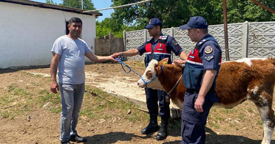 Jandarma, kayıp düveyi dronla buldu