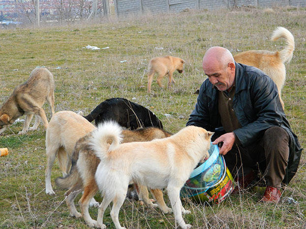 Edirne Bayırı ‘Köpek cenneti’ oldu 