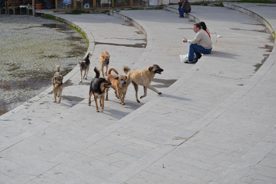 Köpekler bıktırdı