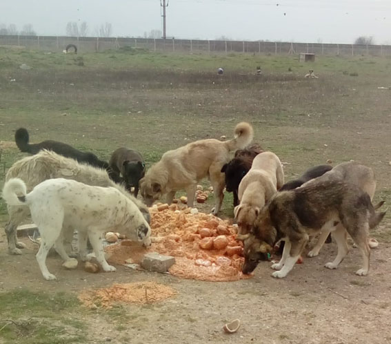 Lüleburgaz Belediyesi sokak hayvanlarını unutmadı