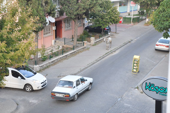 Başıboş atlar tehlike saçıyor