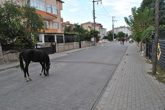 Başıboş at panik yarattı