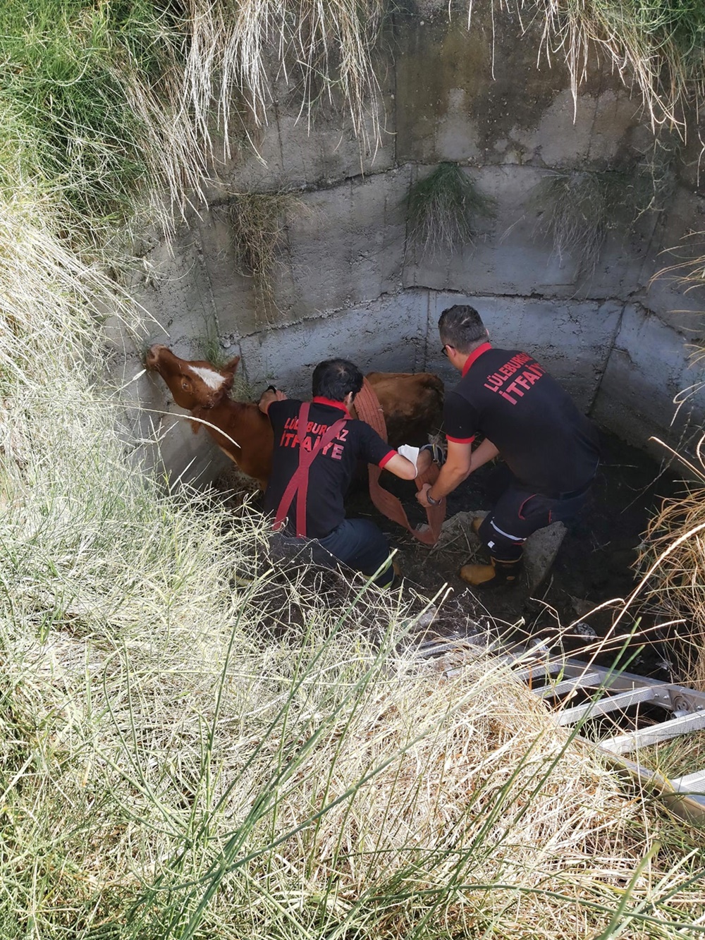 Kuyuya düşen dana kurtarıldı