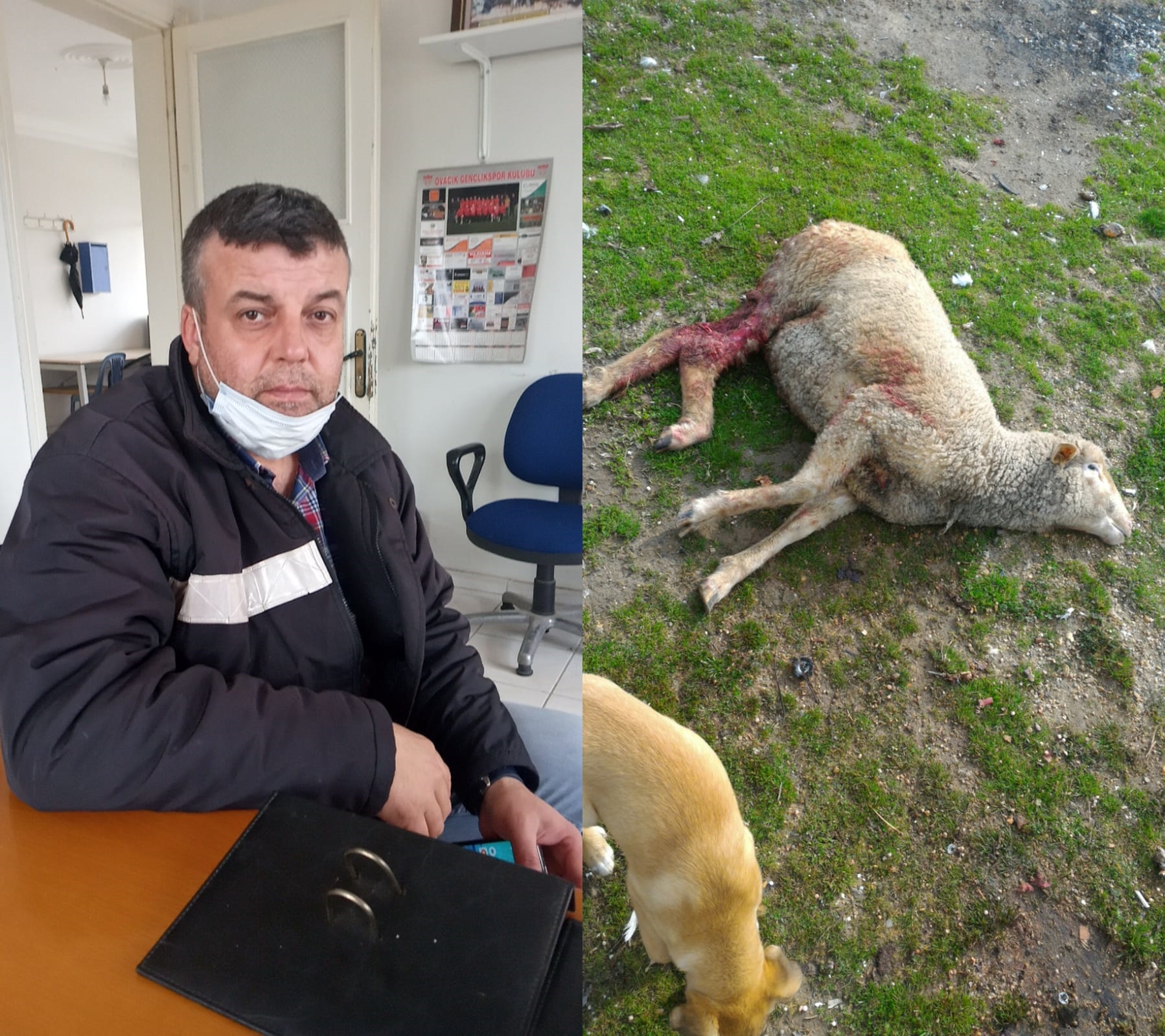 Ovacık’ta köpekler vatandaşa dehşet yaşattı