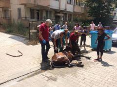 Bitkin düşen ata veterinerlik müdahale etti