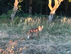 Aç kalan tilki piknikçilerin masasına konuk oldu